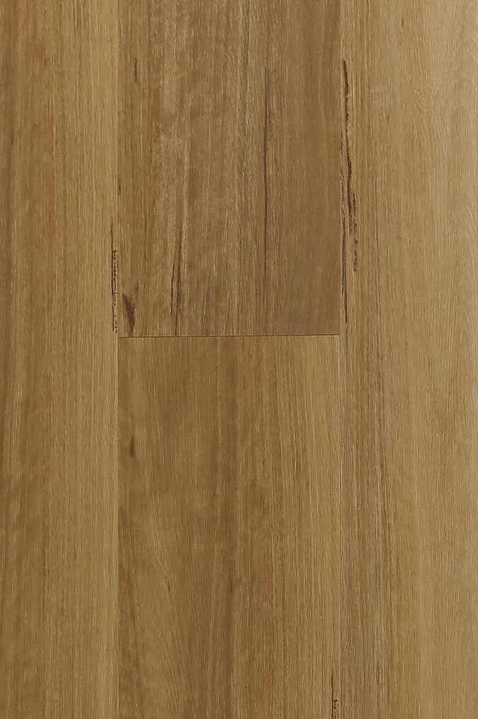 Coastal Blackbutt